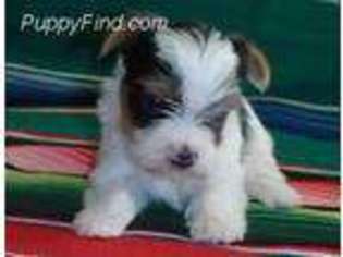 Yorkshire Terrier Puppy for sale in Blanchard, OK, USA