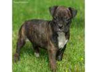 Boxer Puppy for sale in Lewisburg, PA, USA