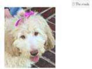 Labradoodle Puppy for sale in Lawton, OK, USA