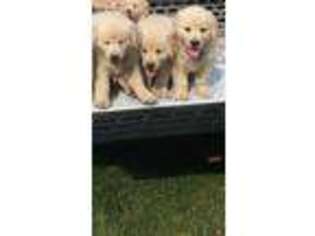 Golden Retriever Puppy for sale in Zimmerman, MN, USA