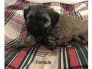 Havanese Puppy for sale in Springfield, MN, USA