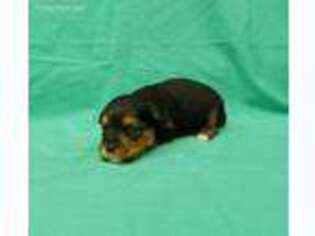 Yorkshire Terrier Puppy for sale in Mobile, AL, USA