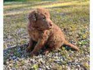 Chesapeake Bay Retriever Puppy for sale in Albion, PA, USA