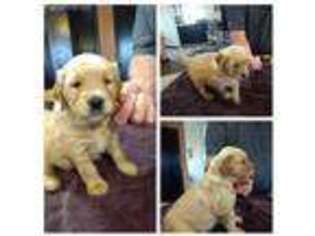 Golden Retriever Puppy for sale in Dunlap, IL, USA