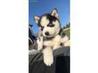 Siberian Husky Puppy for sale in Sioux Center, IA, USA