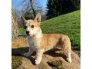Pembroke Welsh Corgi Puppy for sale in Madison, WI, USA