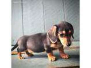 Dachshund Puppy for sale in Tulare, CA, USA