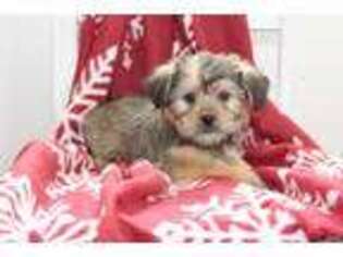 Shorkie Tzu Puppy for sale in Fort Plain, NY, USA