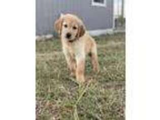 Golden Retriever Puppy for sale in Georgetown, TX, USA