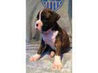 Boxer Puppy for sale in VANCOUVER, WA, USA