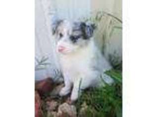 Border Collie Puppy for sale in Chandler, OK, USA