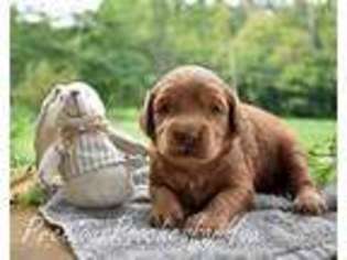 Goldendoodle Puppy for sale in Salem, OH, USA