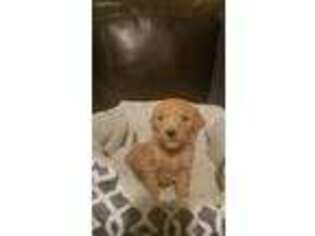 Goldendoodle Puppy for sale in Taft, TN, USA