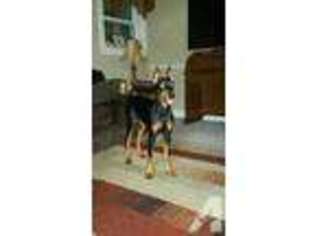 Doberman Pinscher Puppy for sale in WASHINGTON, NC, USA