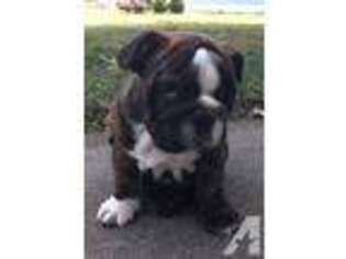 Bulldog Puppy for sale in SAGINAW, MI, USA