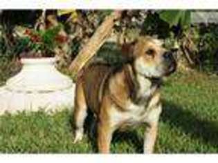 Spanish Mastiff Puppy for sale in West Palm Beach, FL, USA