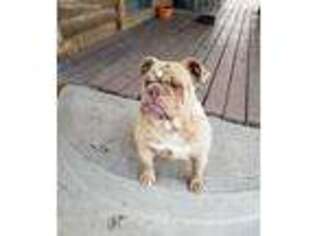 Bulldog Puppy for sale in Elizabeth, CO, USA