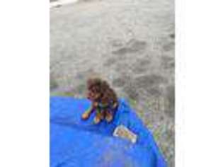 Rottweiler Puppy for sale in Providence, RI, USA