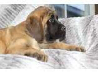 Mastiff Puppy for sale in Massillon, OH, USA