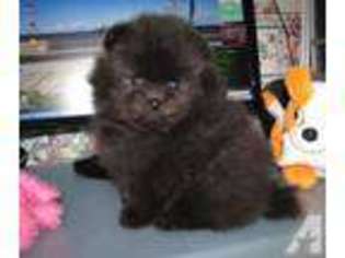 Pomeranian Puppy for sale in MOUNTLAKE TERRACE, WA, USA