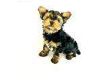 Yorkshire Terrier Puppy for sale in O Fallon, MO, USA