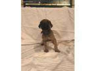Great Dane Puppy for sale in La Quinta, CA, USA