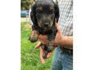 Dachshund Puppy for sale in New Carlisle, OH, USA