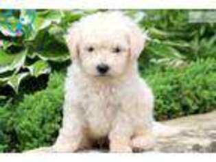 Bichon Frise Puppy for sale in Lancaster, PA, USA