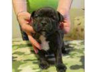 Staffordshire Bull Terrier Puppy for sale in Ruther Glen, VA, USA