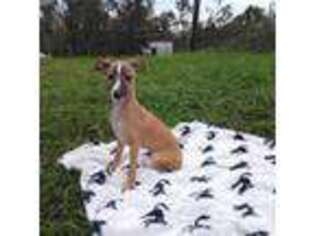 Italian Greyhound Puppy for sale in Perry, FL, USA