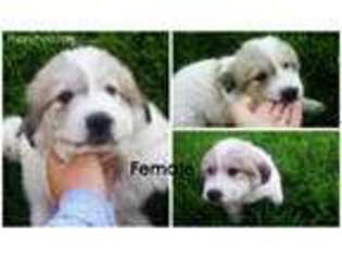 Great Pyrenees Puppy for sale in Heron Lake, MN, USA