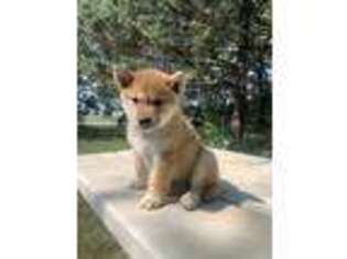 Shiba Inu Puppy for sale in Pipestone, MN, USA