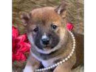 Shiba Inu Puppy for sale in Tulsa, OK, USA