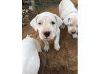 Dogo Argentino Puppy for sale in Broad Run, VA, USA