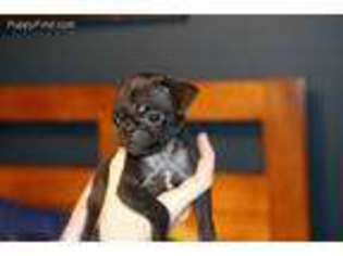 Pug Puppy for sale in Normal, IL, USA