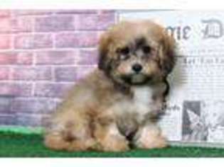 Mutt Puppy for sale in Joppa, MD, USA