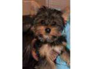Yorkshire Terrier Puppy for sale in Roopville, GA, USA