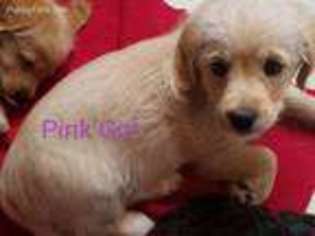 Labradoodle Puppy for sale in Two Rivers, WI, USA