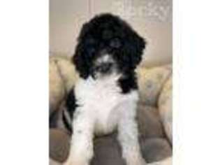 Goldendoodle Puppy for sale in Mena, AR, USA