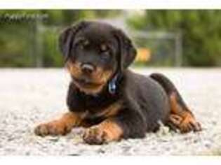 Rottweiler Puppy for sale in Berne, IN, USA
