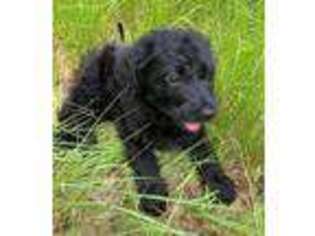 Labradoodle Puppy for sale in Pierson, FL, USA