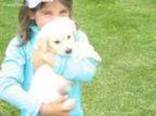 Golden Retriever Puppy for sale in Galion, OH, USA