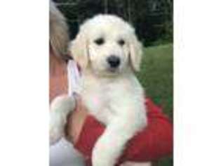 Goldendoodle Puppy for sale in Big Cove Tannery, PA, USA