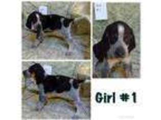 Bluetick Coonhound Puppy for sale in Waxhaw, NC, USA