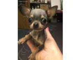 Chihuahua Puppy for sale in Conway, SC, USA
