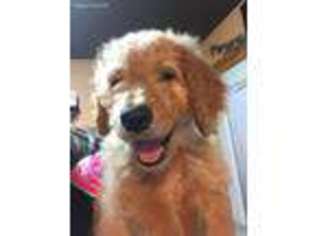 Goldendoodle Puppy for sale in Galesburg, IL, USA