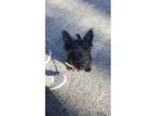 Scottish Terrier Puppy for sale in Woodland, CA, USA