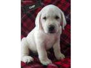 Labrador Retriever Puppy for sale in Sharpsville, IN, USA