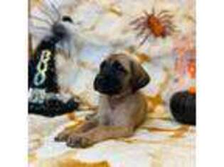 Mastiff Puppy for sale in Tulsa, OK, USA