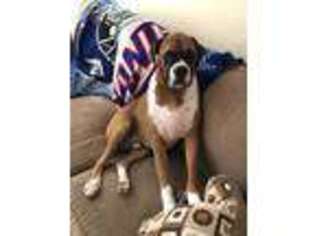 Boxer Puppy for sale in Collegeville, PA, USA